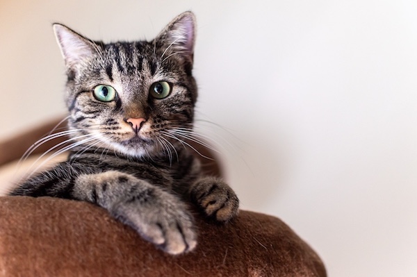 a cat