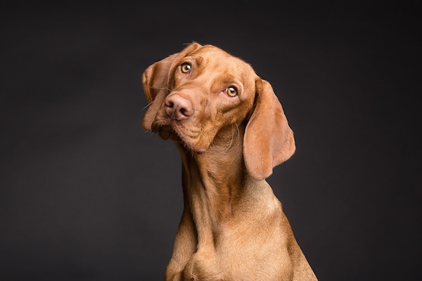 a dog