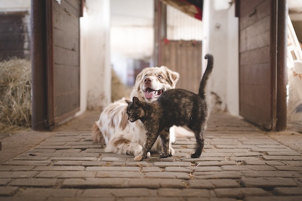 a dog and cat