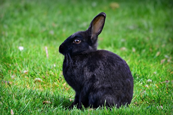 a rabbit